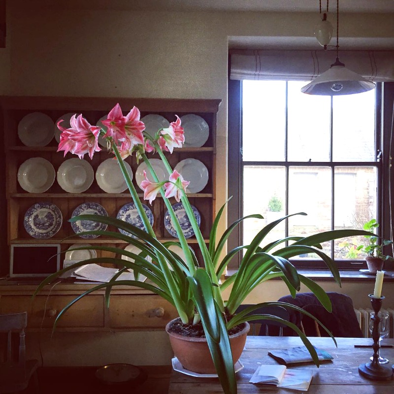 Un jardín y huerto lleno de flores con una bordura de dalias que te