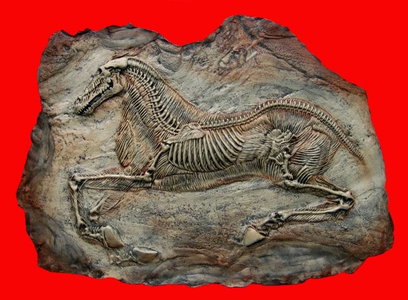 Ископаемые рептилии. Fossil окаменелости. Окаменелости динозавров. Древние окаменелости динозавров. Окаменелости животных.