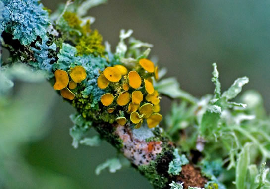 Лишайники растения животные выпадающий объект. Cenarchaeum symbiosum.