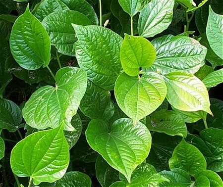 Chữa sưng mộng răng bằng lá lốt Chữa sưng mộng răng bằng lá lốt