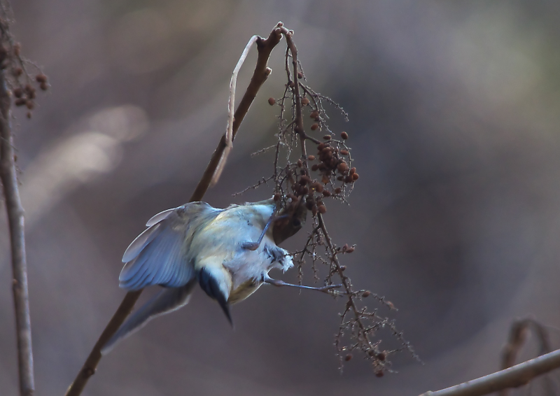 自然界で動物が残した足跡や痕跡を解読する方法を学びましょう