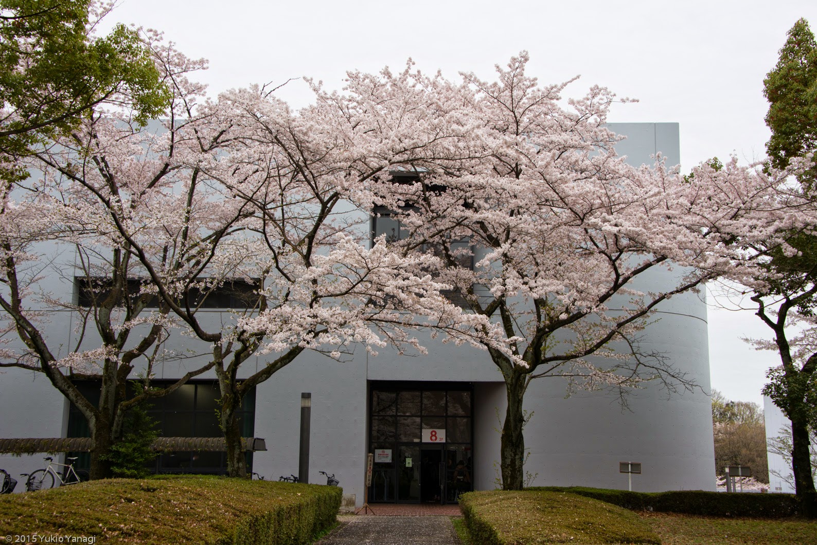 Yukio Yanagi 中央大学多摩キャンパスの桜