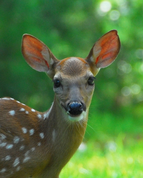 Funny Animals Funny Pictures: Deer Face Funny View