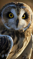 owl flying largest gray birds earth heaviest planet