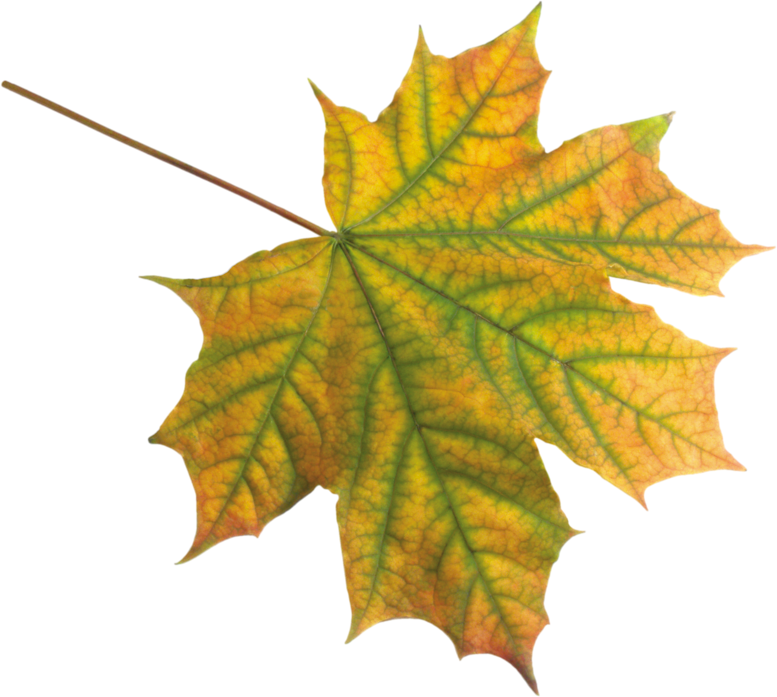 Free HD Leaves PNG Format