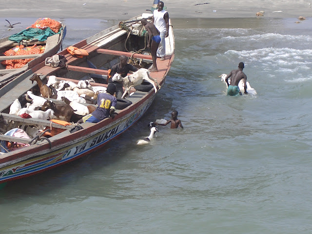Boskapsskötsel på Gambiafloden