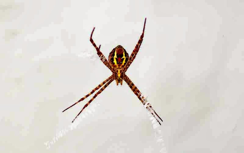 brown, yellow, red and black,spider,unidentifeid