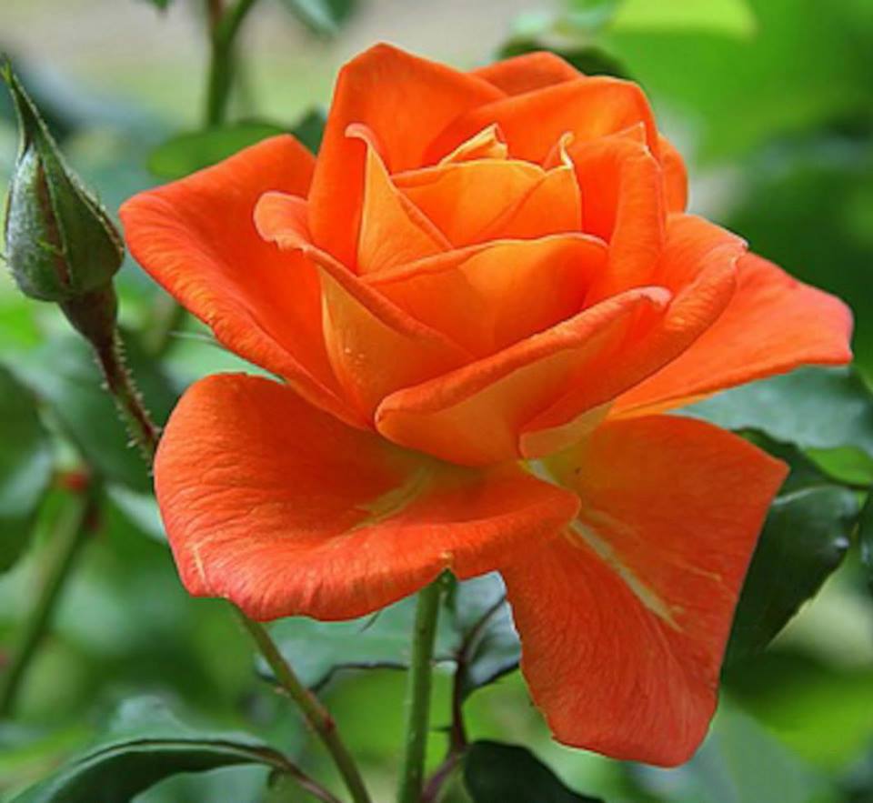 PHOTOGRAPHY PLUS The most beautiful roses