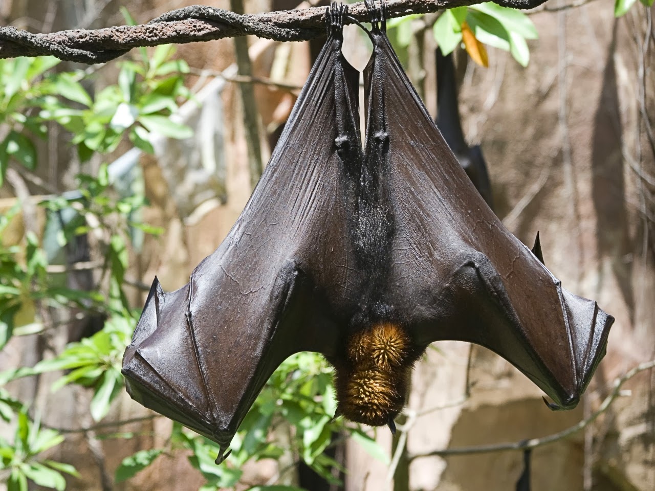 A Biologia dos Morcegos. Controle de