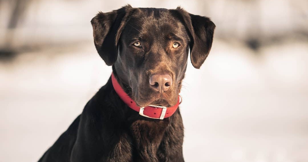 K and R Labradors K and R High Plains Grizzly