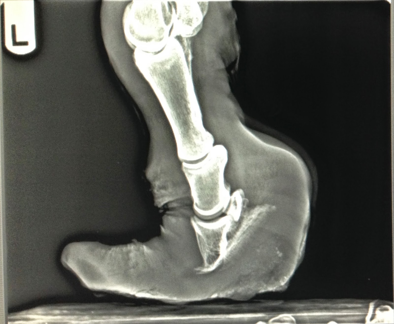 MSU Equine Summer Fellowship Blog Follow the Fellows... July 2014