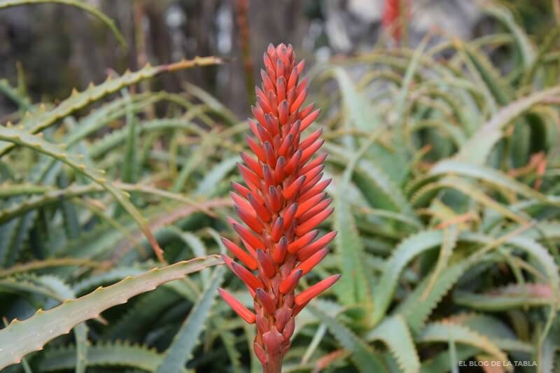 Aloe arborescens, plantas suculentas en el jardín que florecen en invierno. 