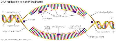 New Step: BIomoL Replikasi DNA