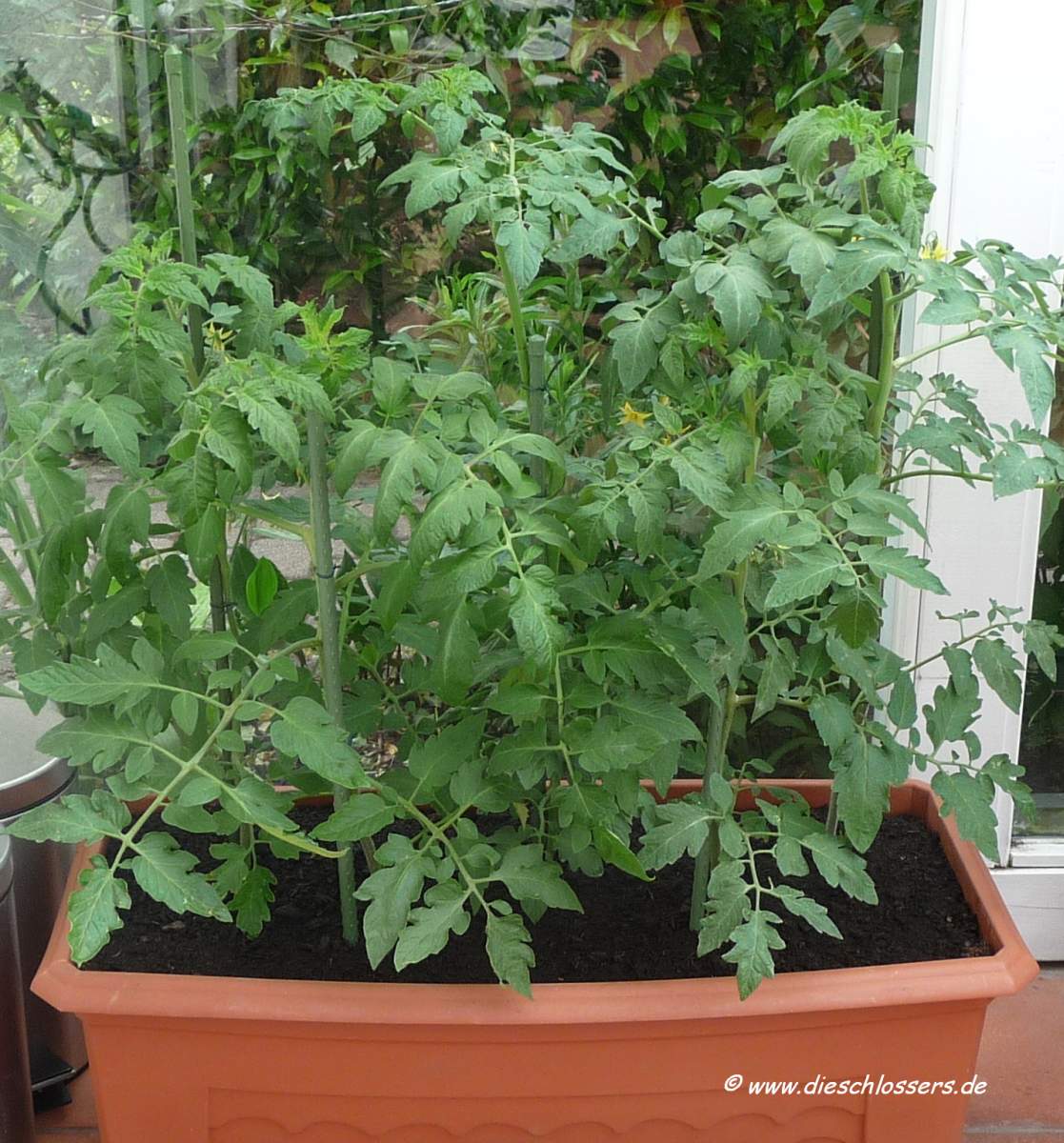 Ankes * * * Gartenzauber * * * Tomaten, Paprika und Peperoni