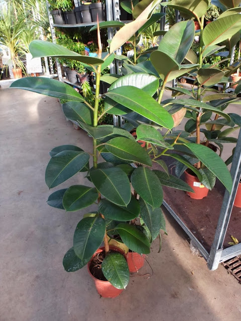 Ficus Robusta