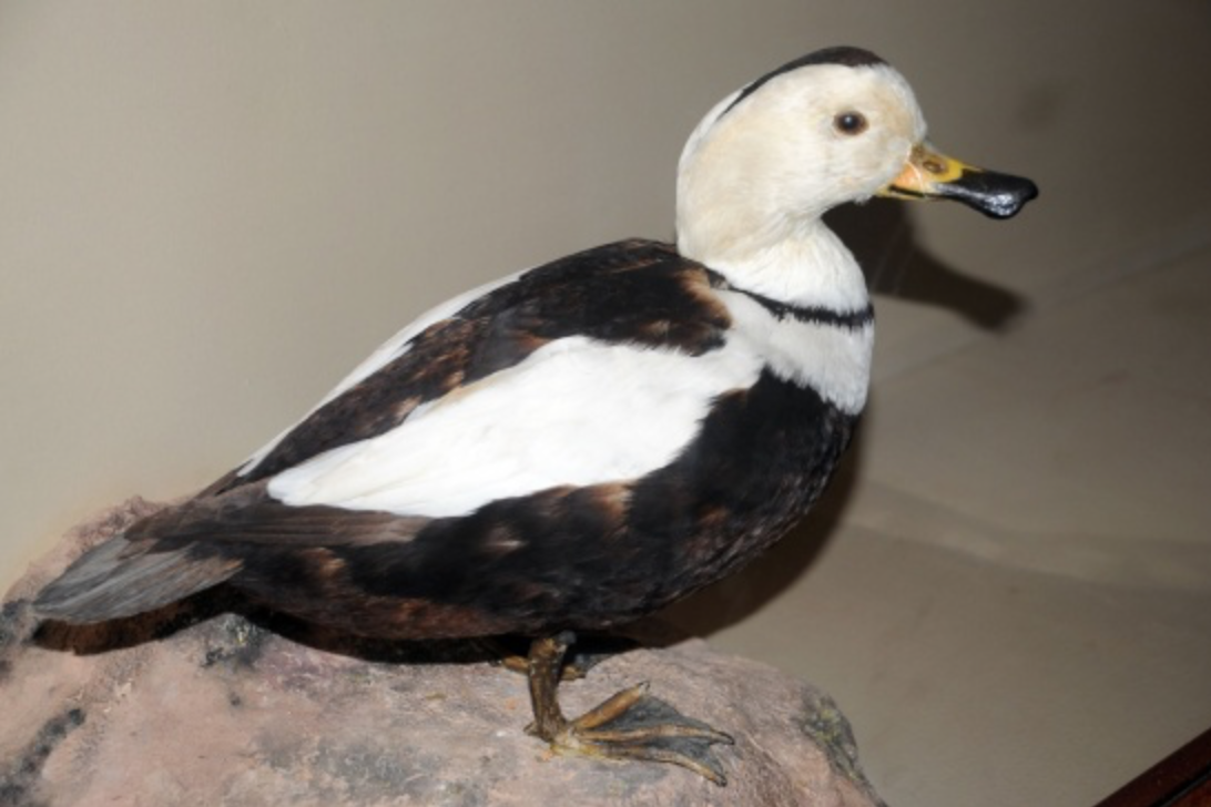 Bev's Nature Blog Labrador Duck