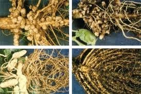 Bintil-bintil akar ditemukan pada akar kacang-kacangan merupakan bentuk interaksi antara tanaman dan