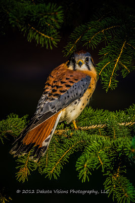 birds of prey, bird photography, American Kestrel, Falco sparverius