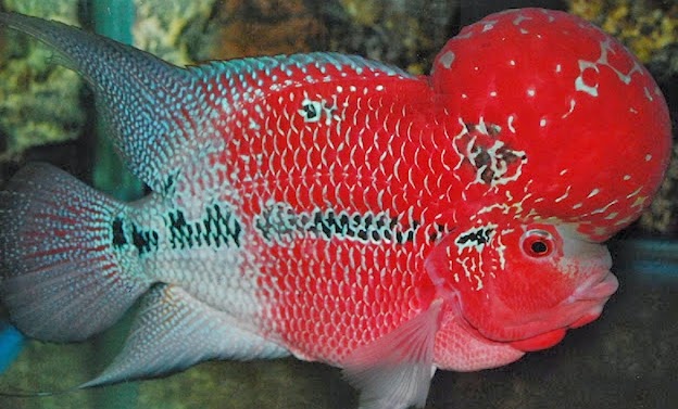 Ikan Lohan paling mahal Ikan termahal di Lohan