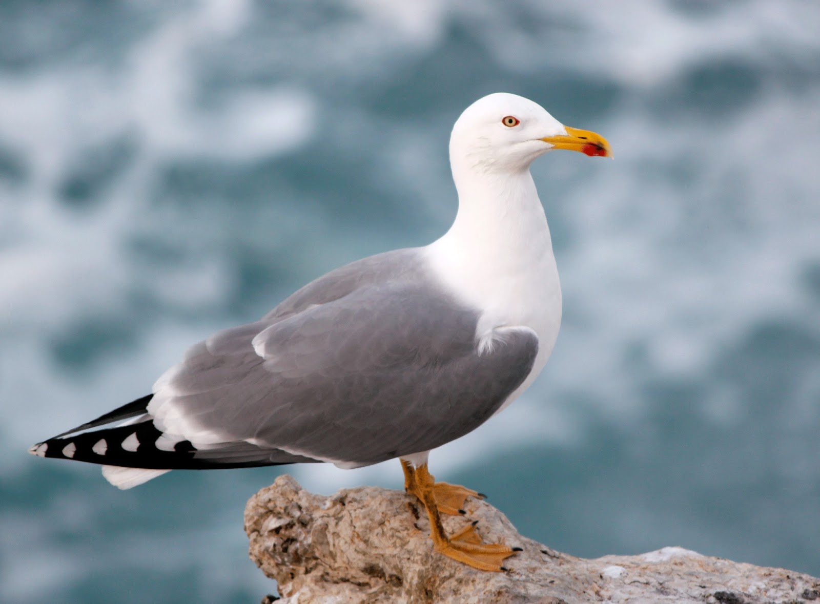 Aprende Todo Sobre la Gaviota Patiamarilla, y su Asombrosa Ingesta