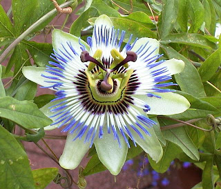 Passion Flower picture