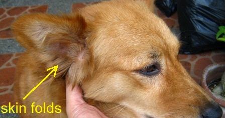 Blackdove Nest Best Anti Tick And Flea Spray For Dogs