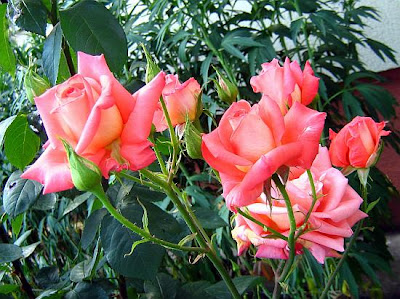 Dark pink garden roses