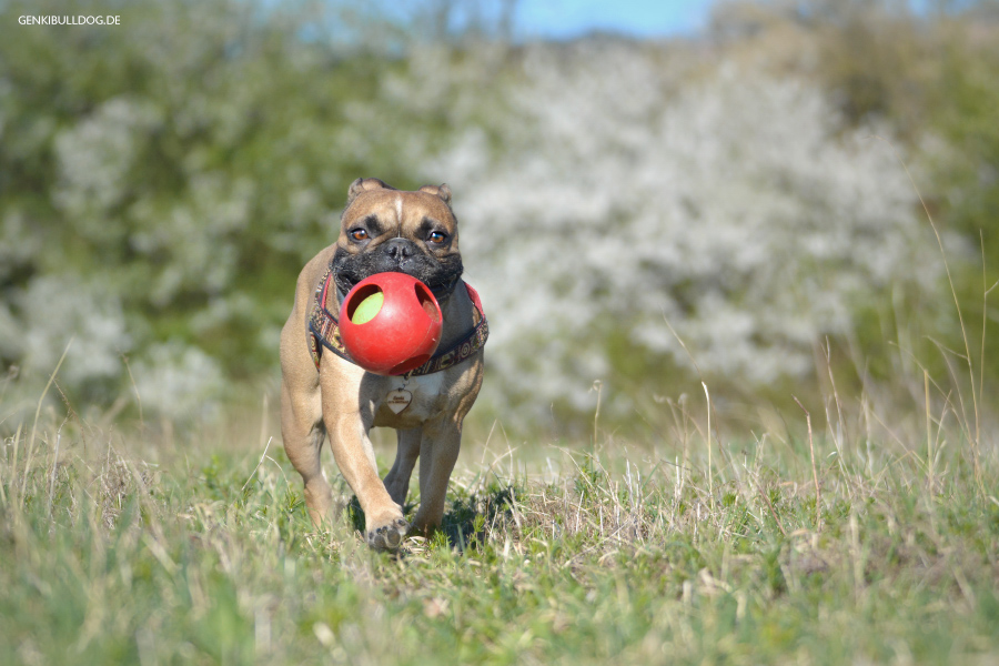 Jolly Pets Teaser Ball Jolly Pets Teaser Ball