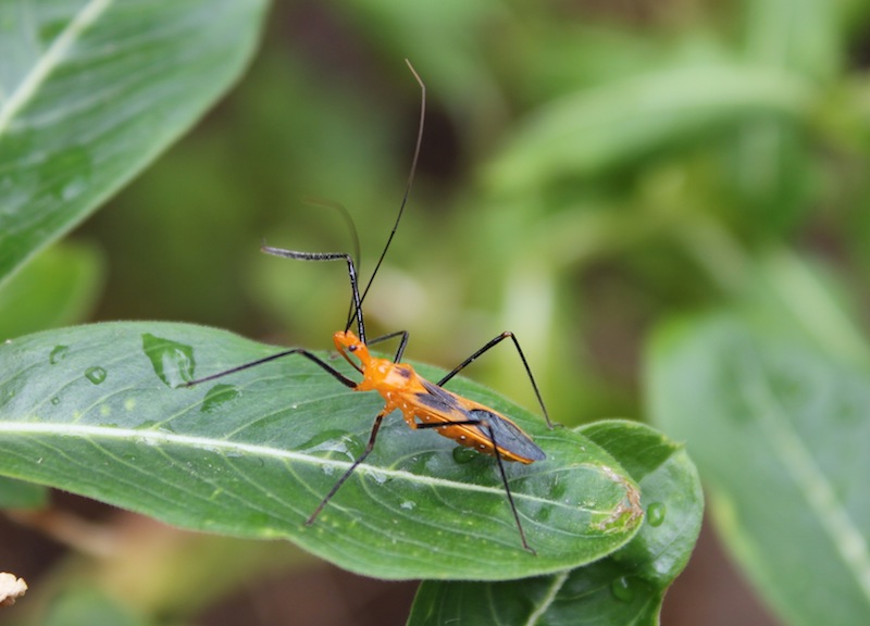 Sarcastic Granny: Wordless Wednesday - Bugs