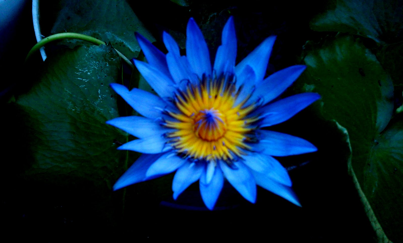 Indoor Plants/ House Plants/ Ornamental Plants Water Lily / Nymphaea