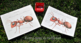 Ant anatomy activity for kids (free printable)