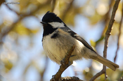 Mallerenga petita (Periparus ater)