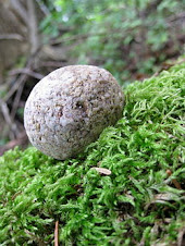 A rolling stone gathers no moss........ en la superficie de un canto que rueda no se arraiga musgo