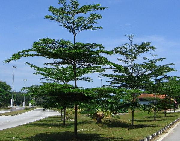 MoH KoNGSi: Pelan Lanskap untuk Rumah Melaka