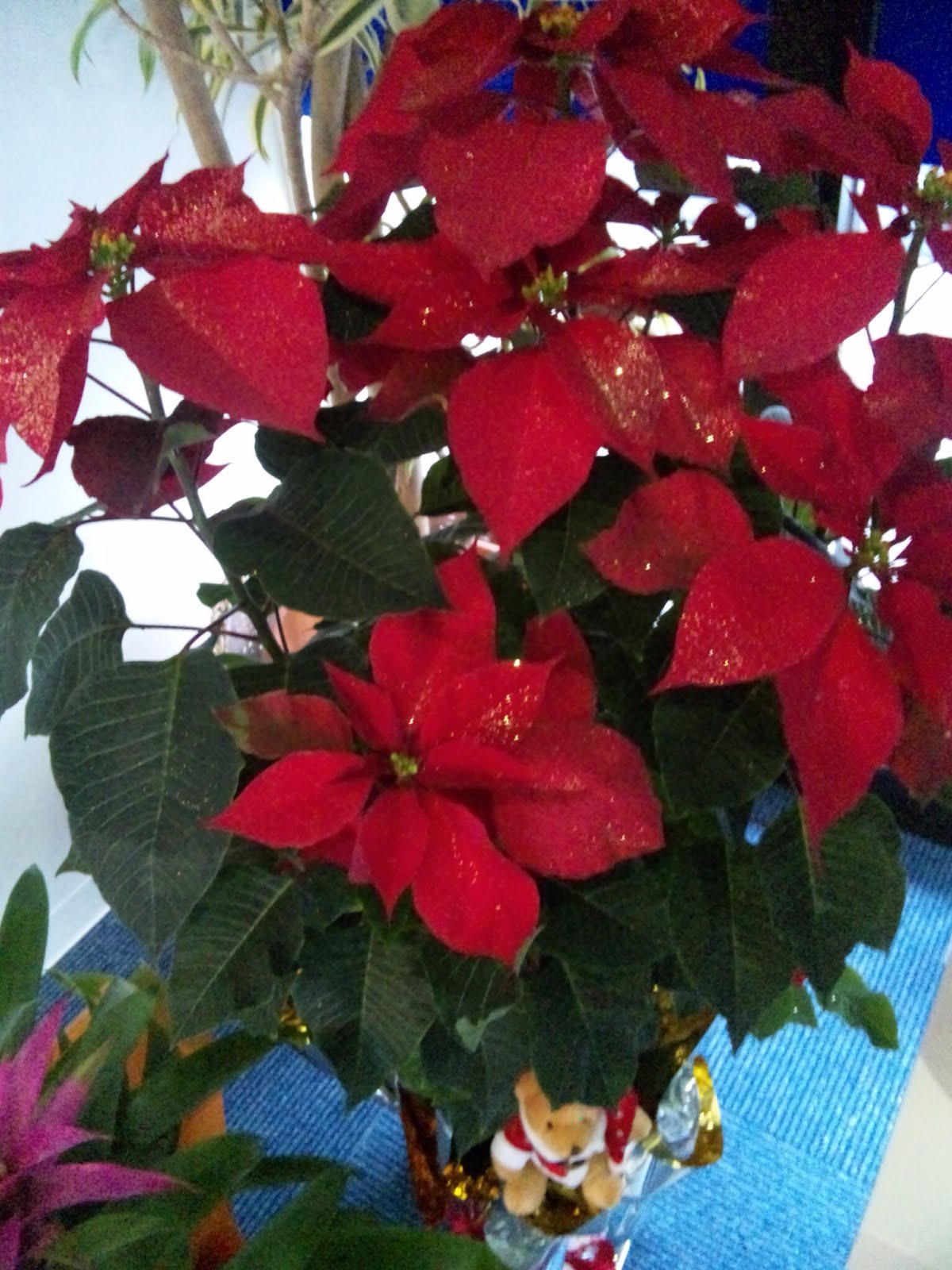 月の光 整骨院 ♪♪祝一周年♪♪ 月の光 整骨院 ♪♪祝一周年♪♪