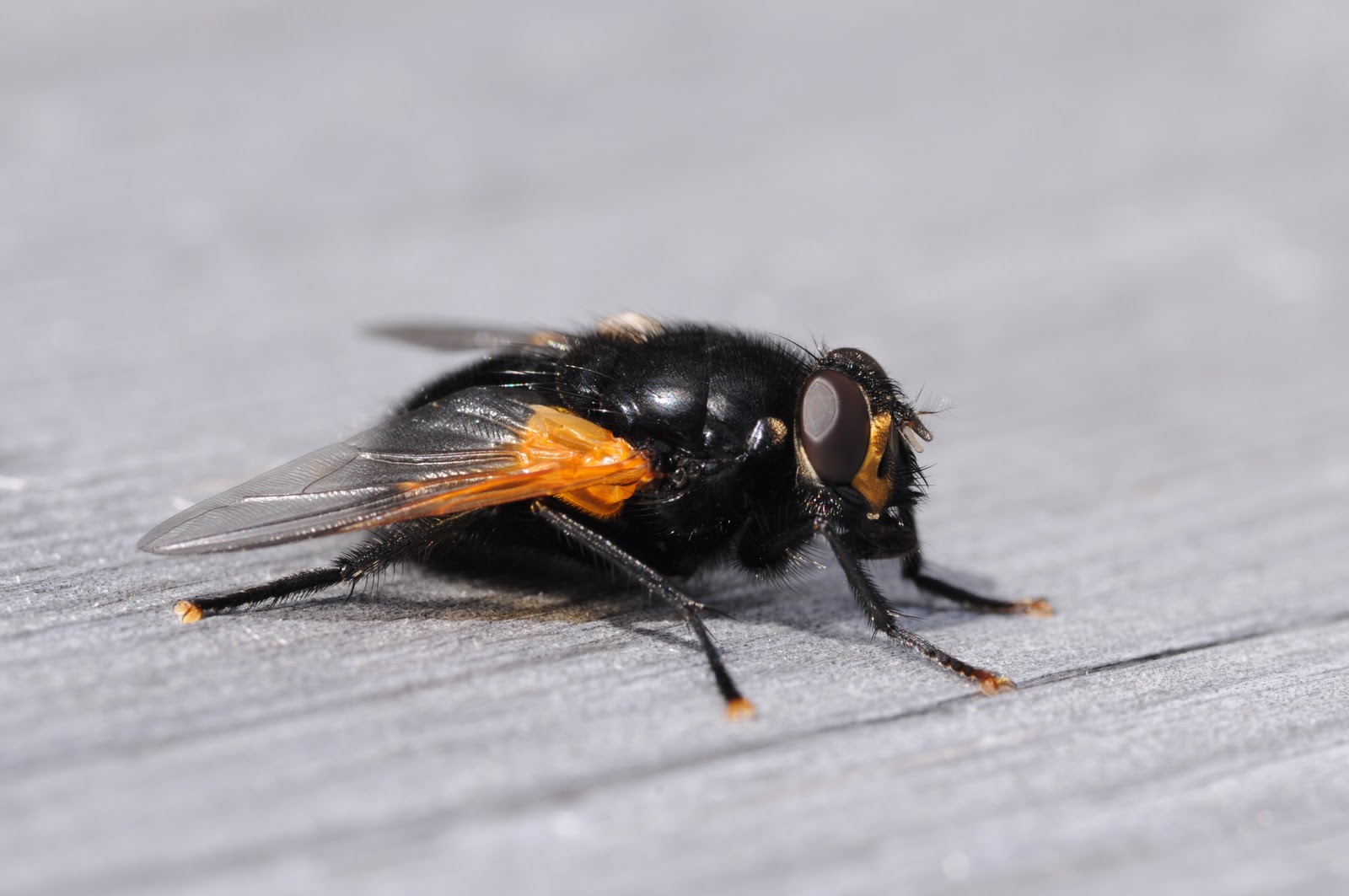 Fly Info and Photos The Wildlife