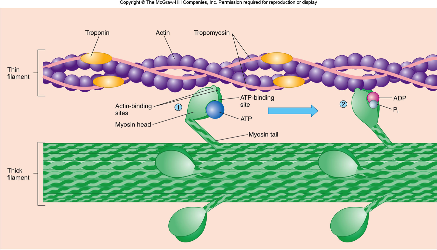 Актино. Тропонин на актине. Актин миозин комплекс. Скольжение актина и миозина. Строение актина и миозина.