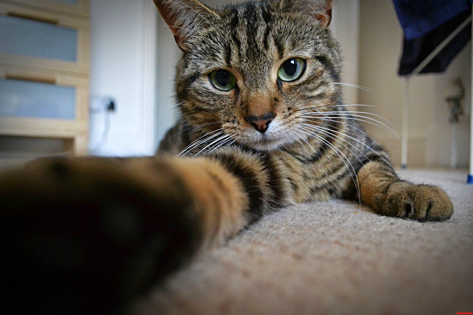 Kucing Selfie Lucu Banget Segala Fakta Gambar Yg