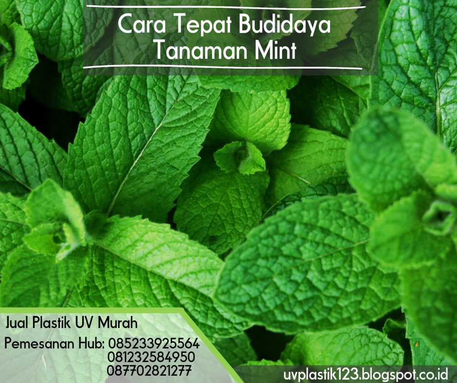 Cara Budidaya Daun Mint