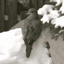 flying solo watching bird funny harrison strikes closely doing same while know
