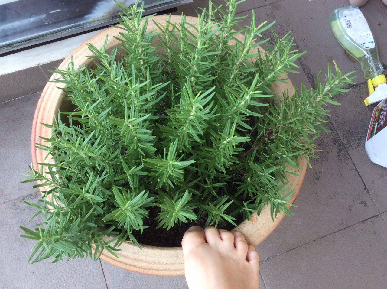 PetuniaLee™ How To Grow Rosemary in the Tropics
