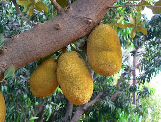 Ripe breadfruit is soft to the touch, with an aromatic smell.