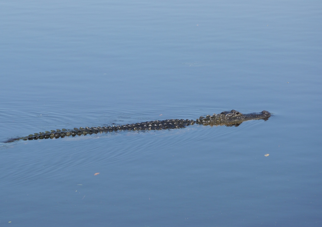 gators alligators Floride Sanibel