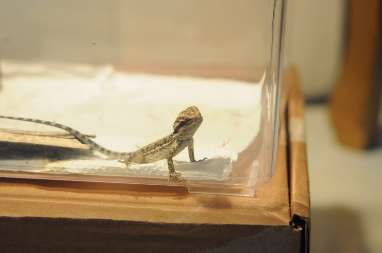 bearded dragon accessories for tank thermometer
