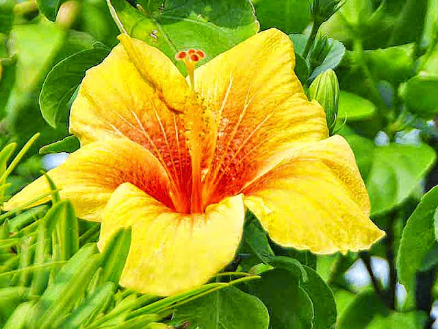 yellow and orange, hibiscus, flower