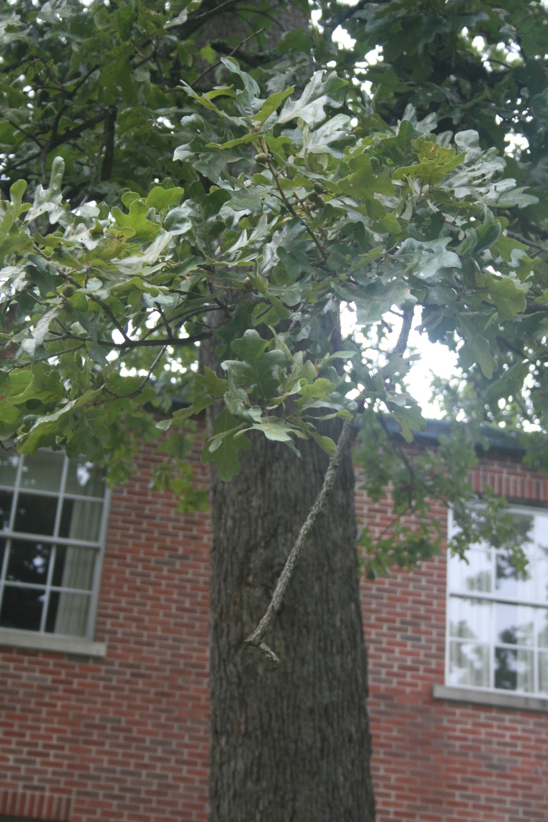 Centenary College Arboretum: Quercus stellata
