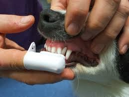 escova de dentes para cães