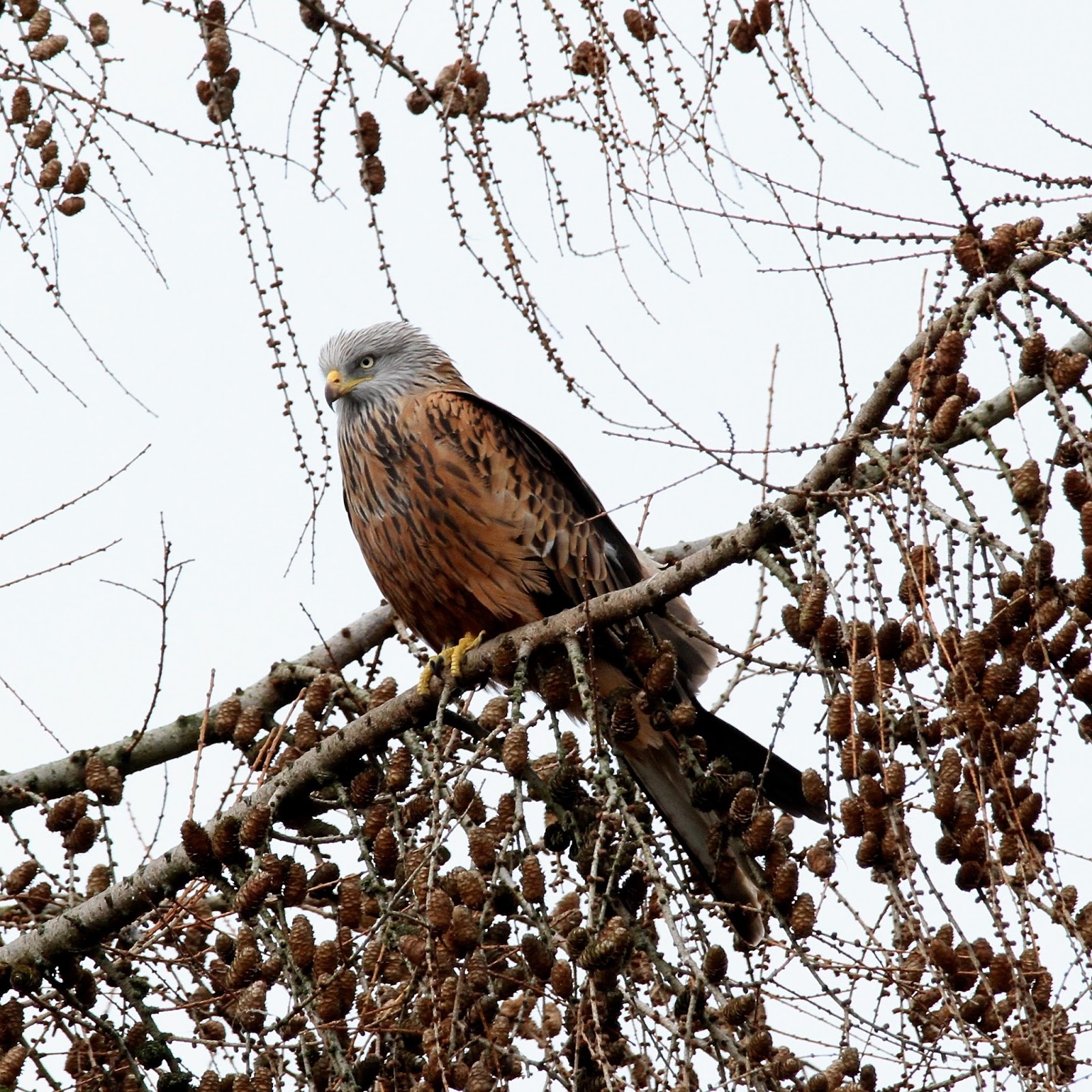 TrogTrogBlog Bird Of The Week Red Kite