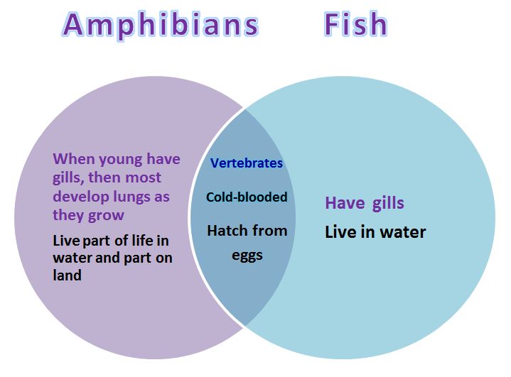 Reptiles Vs Amphibians Venn Diagram