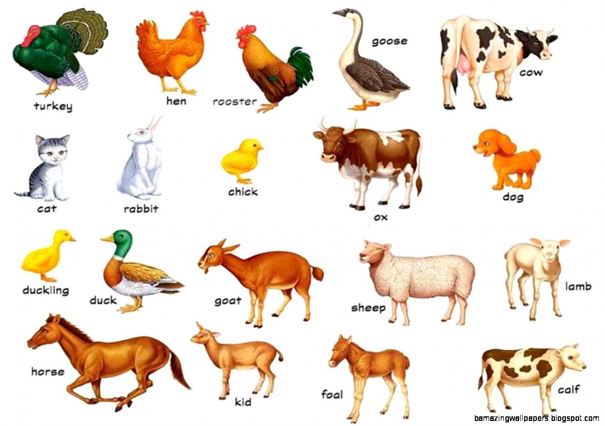 Farm Animals Pictures With Names | Wallpapers Background